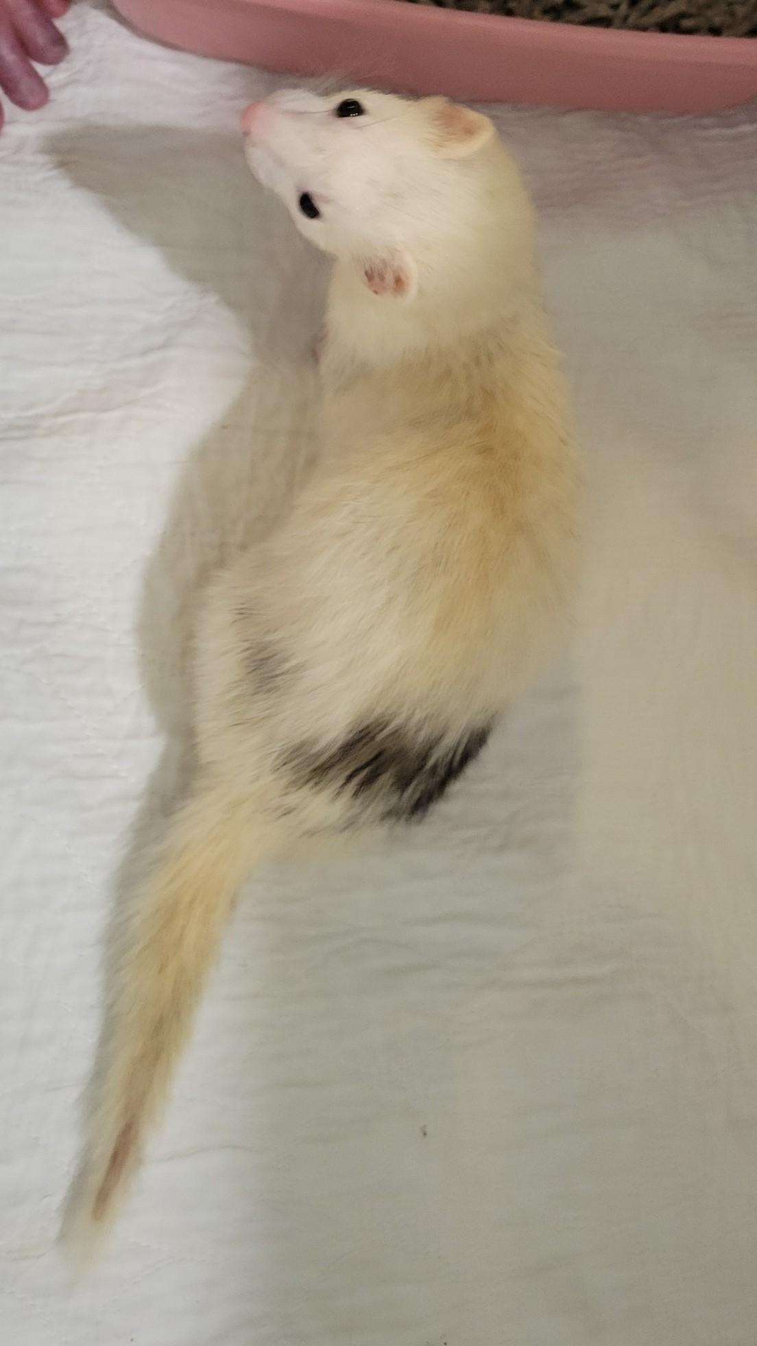 Nala, ADOPTABLE, Adult Female Ferret.