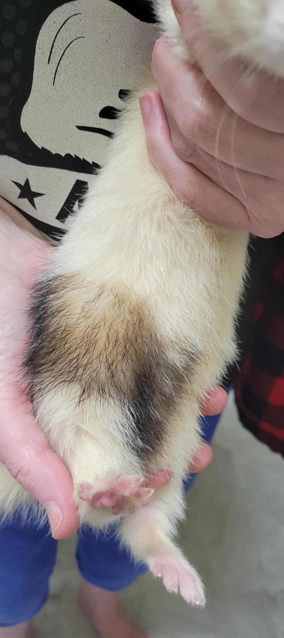 Enlarge Nala, a ADOPTABLE Ferret in Acworth, GA image 2/2
