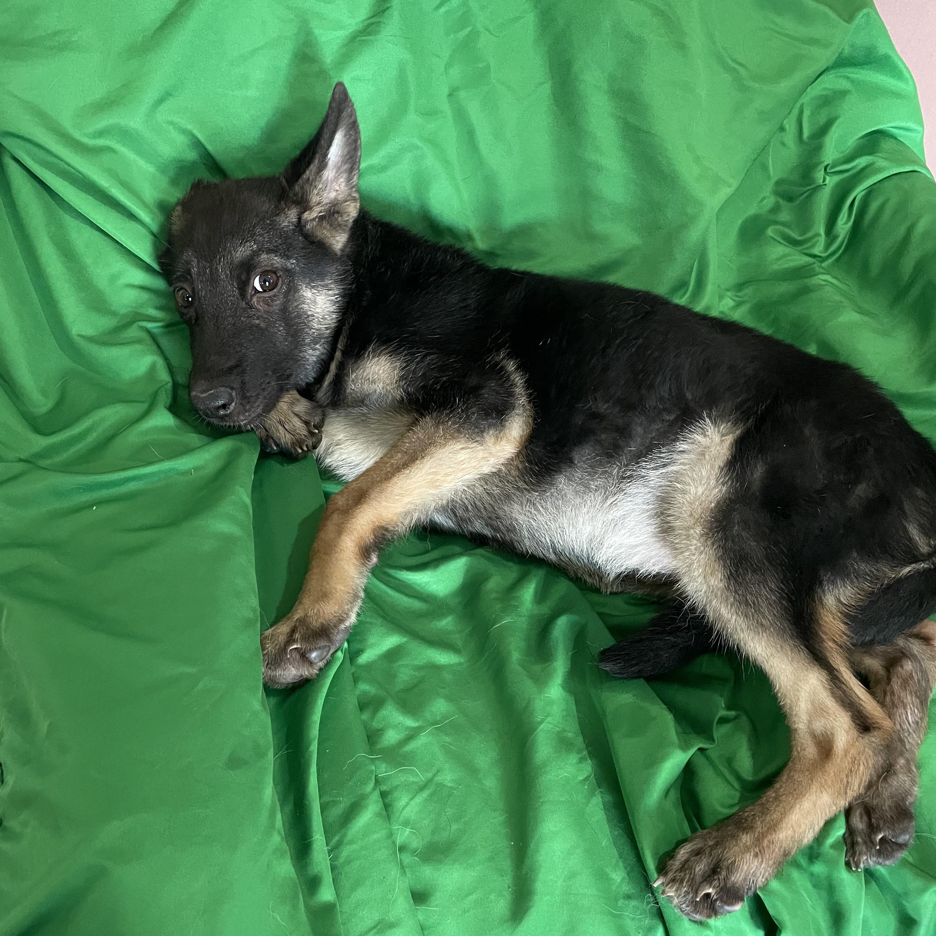 Enlarge Blaire, a Adoptable German Shepherd Dog in Phoenix, AZ image 1/3
