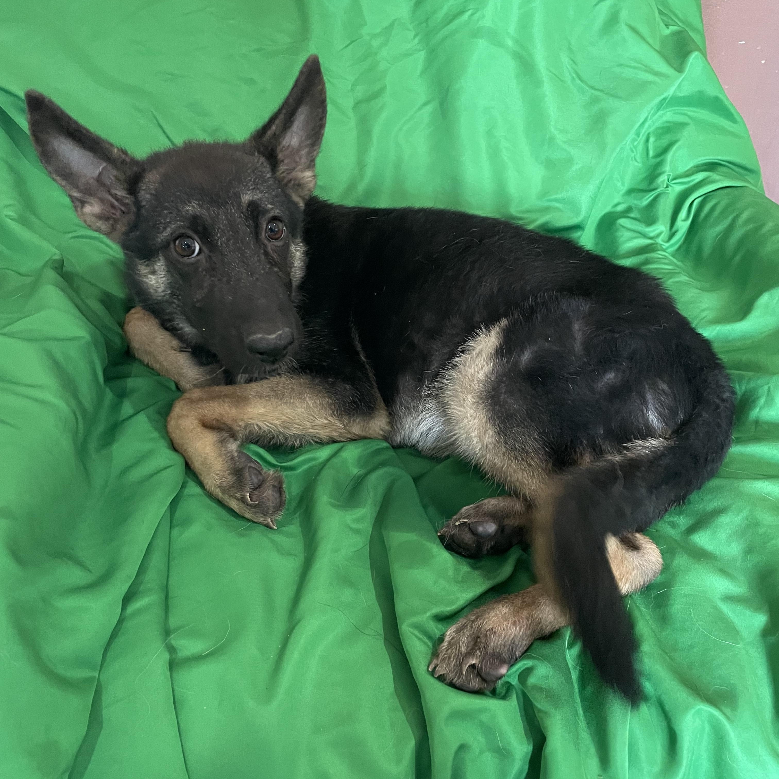 Enlarge Blaire, a Adoptable German Shepherd Dog in Phoenix, AZ image 3/3