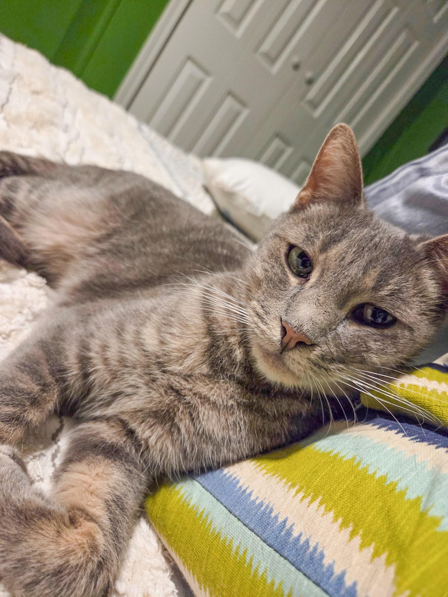 Ellis, ADOPTABLE, Adult Male Domestic Short Hair.