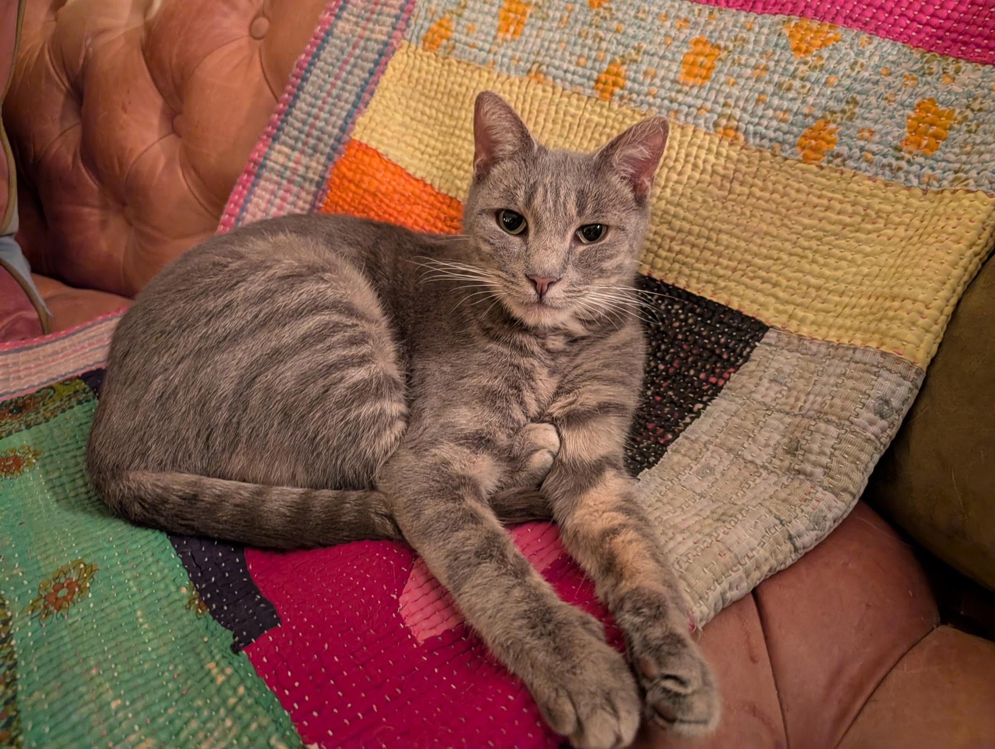 Ellis, a ADOPTABLE Domestic Short Hair in Mullica Hill, NJ image 4/4