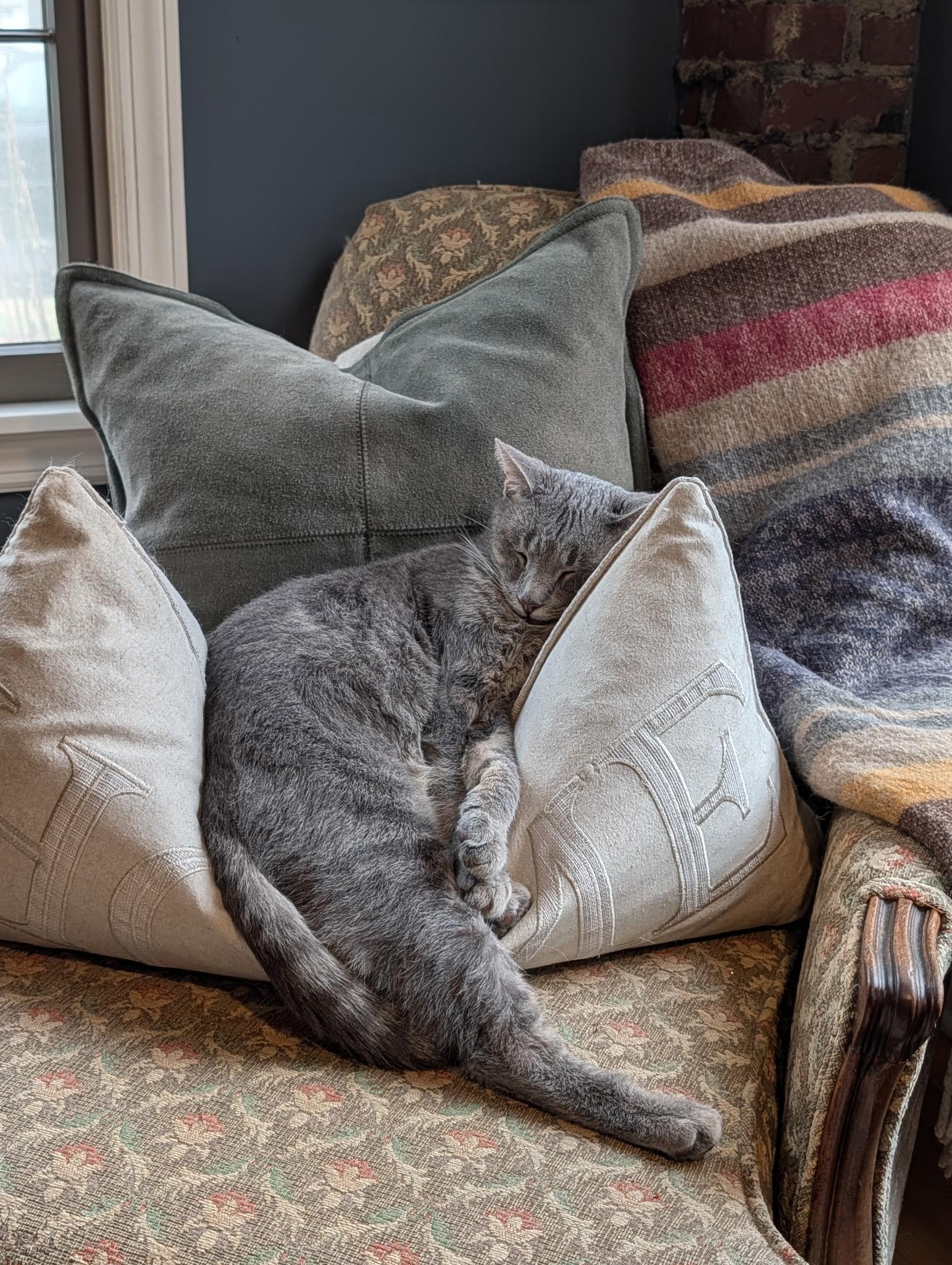 Ellis, a ADOPTABLE Domestic Short Hair in Mullica Hill, NJ image 3/4