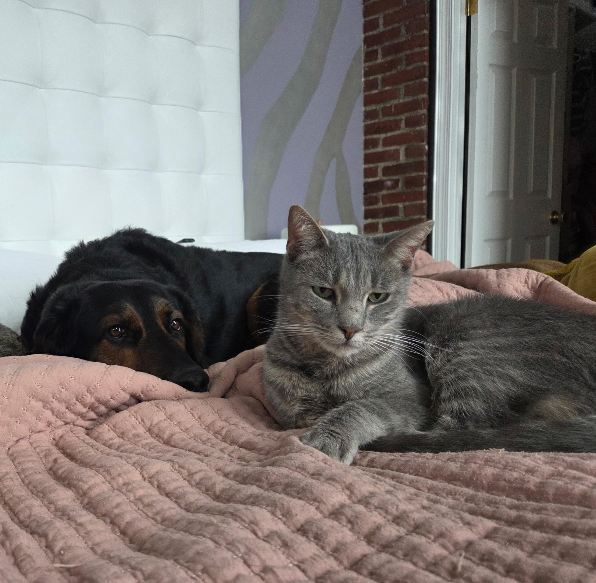 Ellis, a ADOPTABLE Domestic Short Hair in Mullica Hill, NJ image 2/4