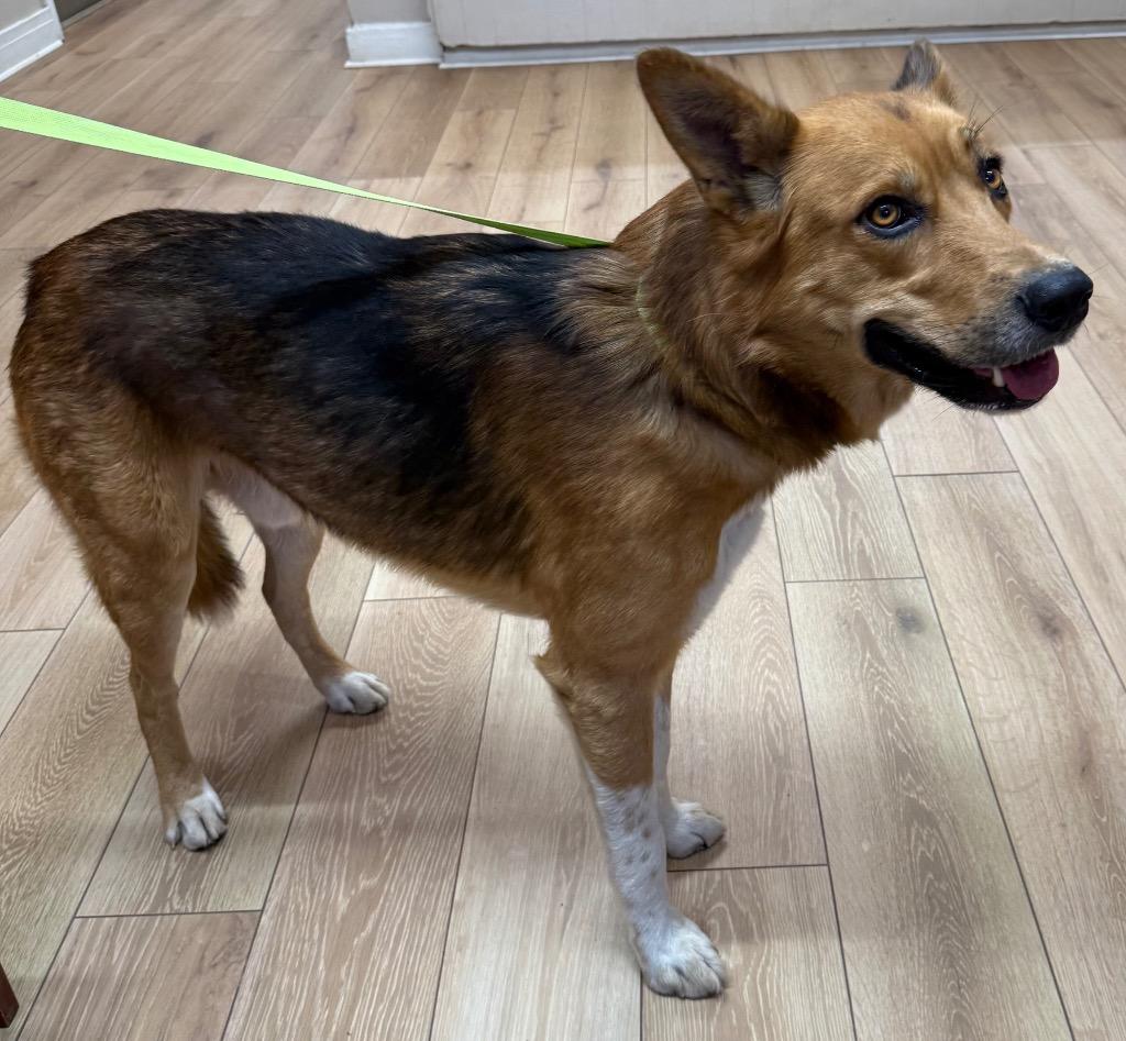 Lane, Adoptable, Adult Male Shepherd & Mixed Breed.