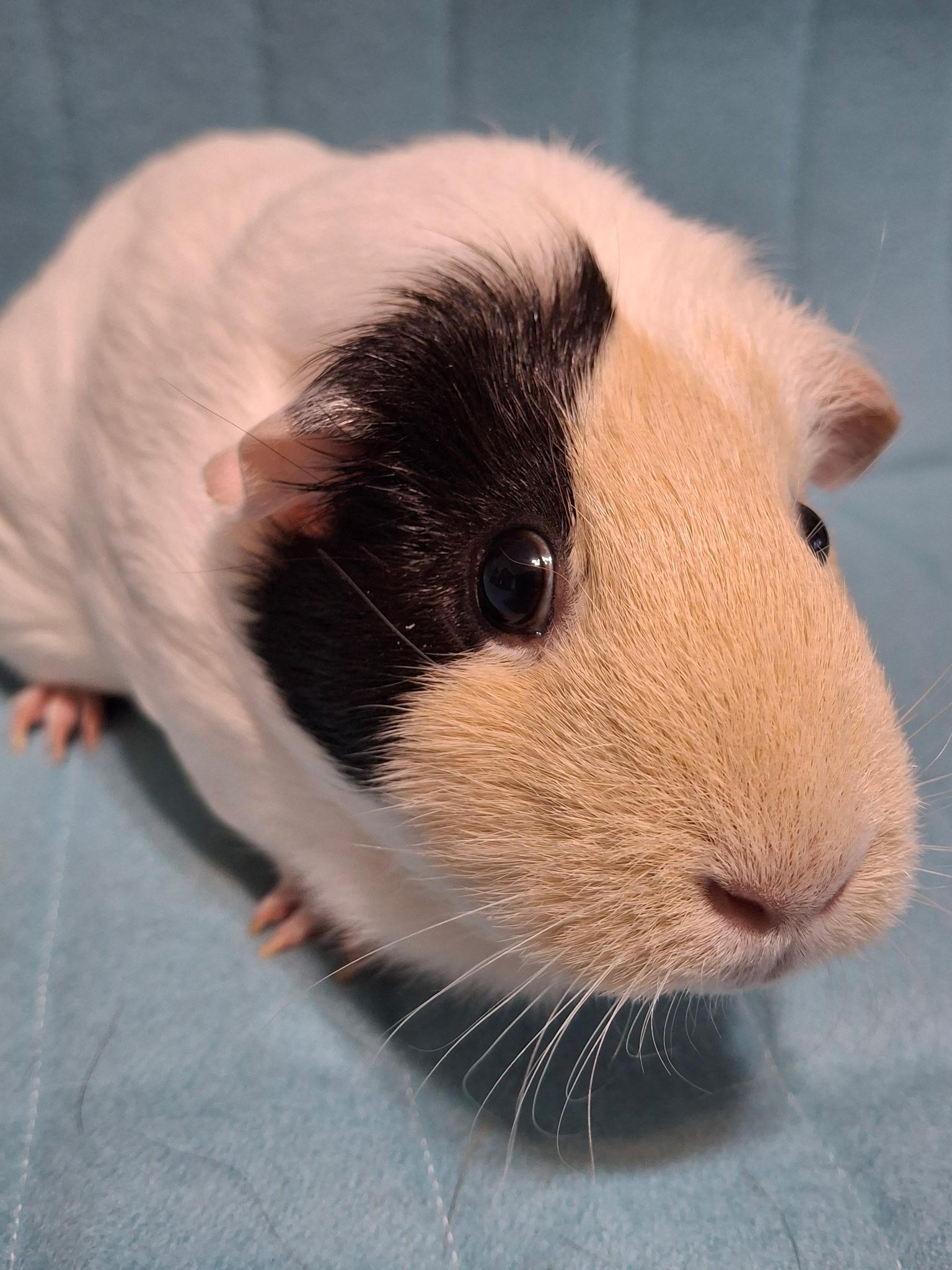 Enlarge Cupcake, a ADOPTABLE Short-Haired in Grand Rapids, MI image 6/6