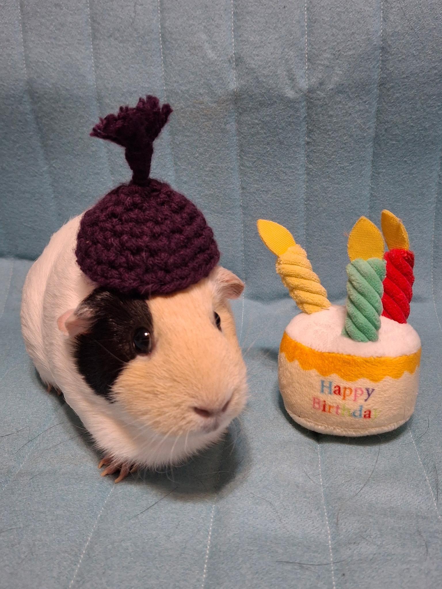 Enlarge Cupcake, a ADOPTABLE Short-Haired in Grand Rapids, MI image 5/6