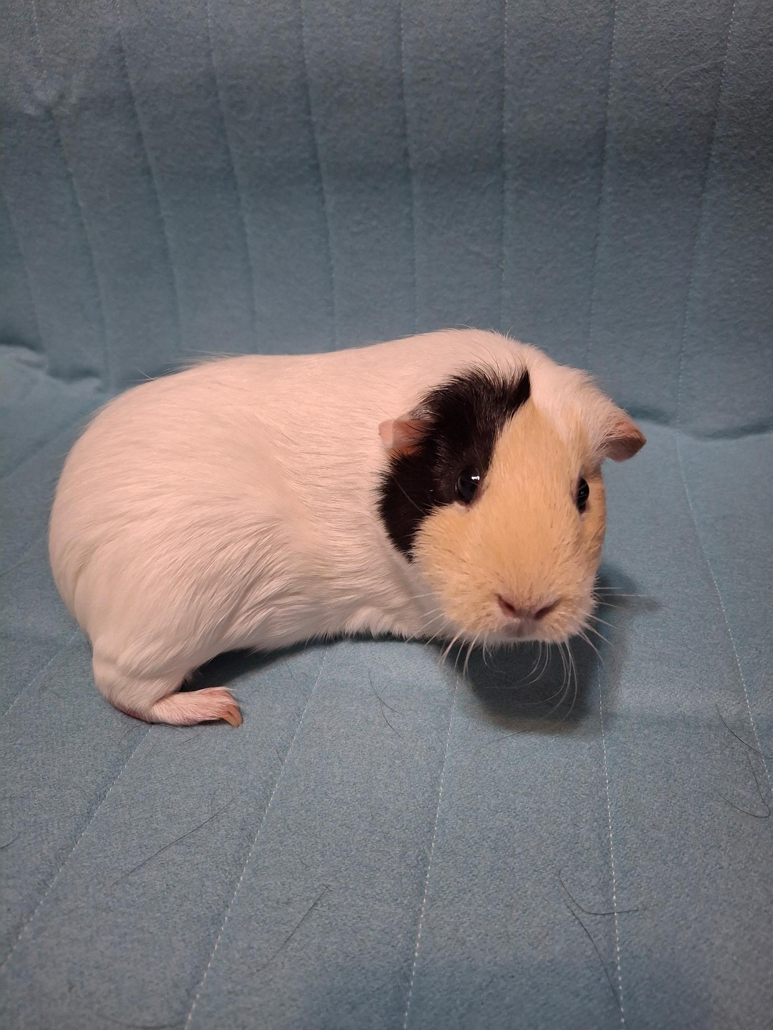 Enlarge Cupcake, a ADOPTABLE Short-Haired in Grand Rapids, MI image 3/6