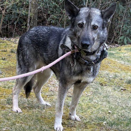 Shiloh, a Adoptable German Shepherd Dog in Raleigh, NC image 1/5