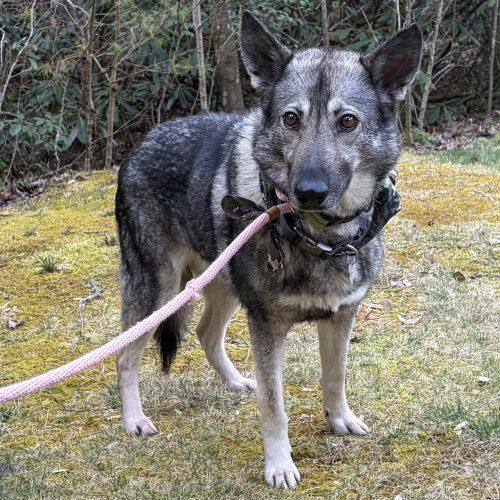 Shiloh, a Adoptable German Shepherd Dog in Raleigh, NC image 2/5