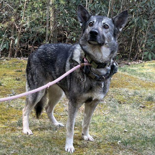 Shiloh, a Adoptable German Shepherd Dog in Raleigh, NC image 3/5