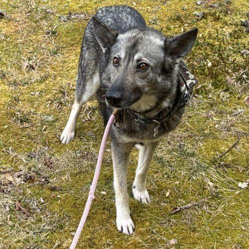Shiloh, a Adoptable German Shepherd Dog in Raleigh, NC image 4/5