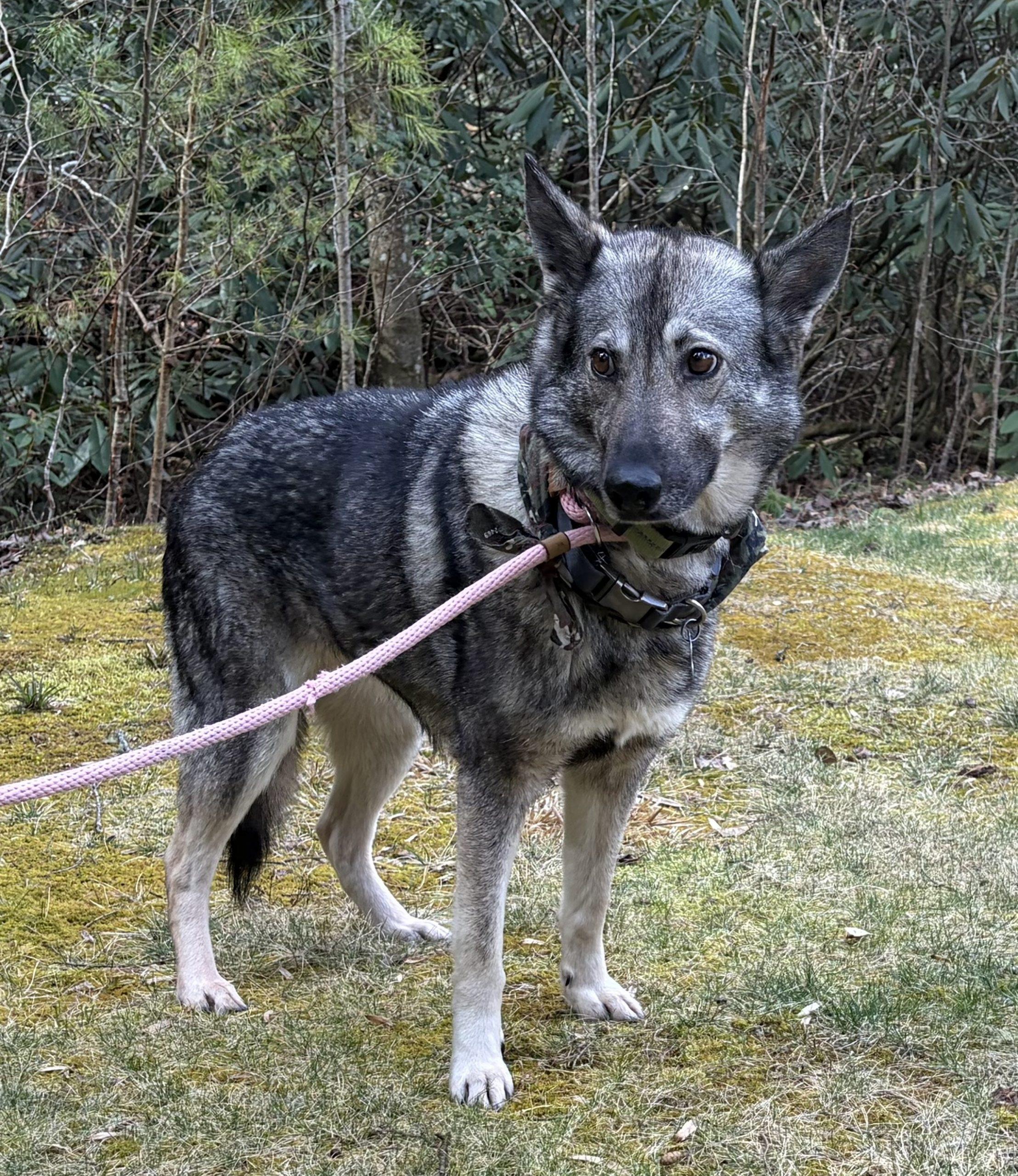 Shiloh, a Adoptable German Shepherd Dog in Raleigh, NC image 5/5