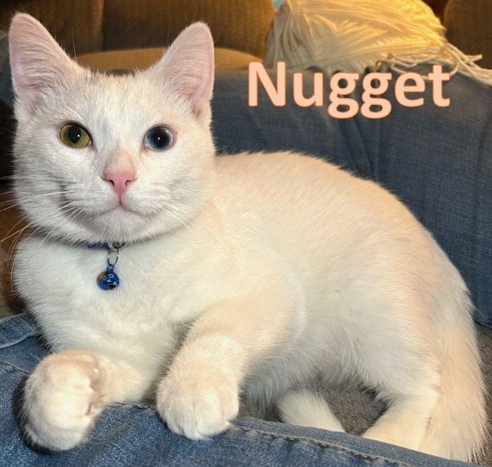 Nugget, Adopted, Young Male Domestic Short Hair.