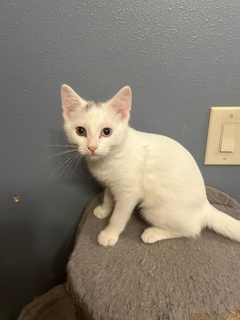 Enlarge Nugget, a Adopted mixed breed in Owatonna, MN image 2/2