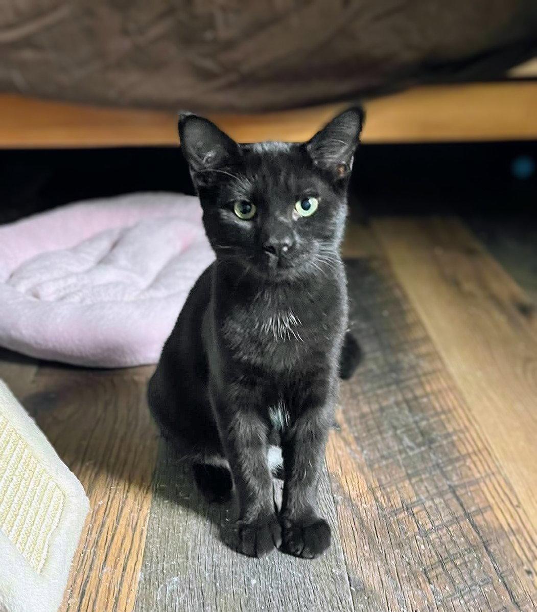Enlarge Patrick Henry AND John Brown, a Adoptable Domestic Short Hair in Gonic, NH image 1/3