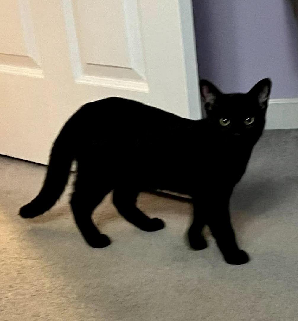 Enlarge Patrick Henry AND John Brown, a Adoptable Domestic Short Hair in Gonic, NH image 2/3