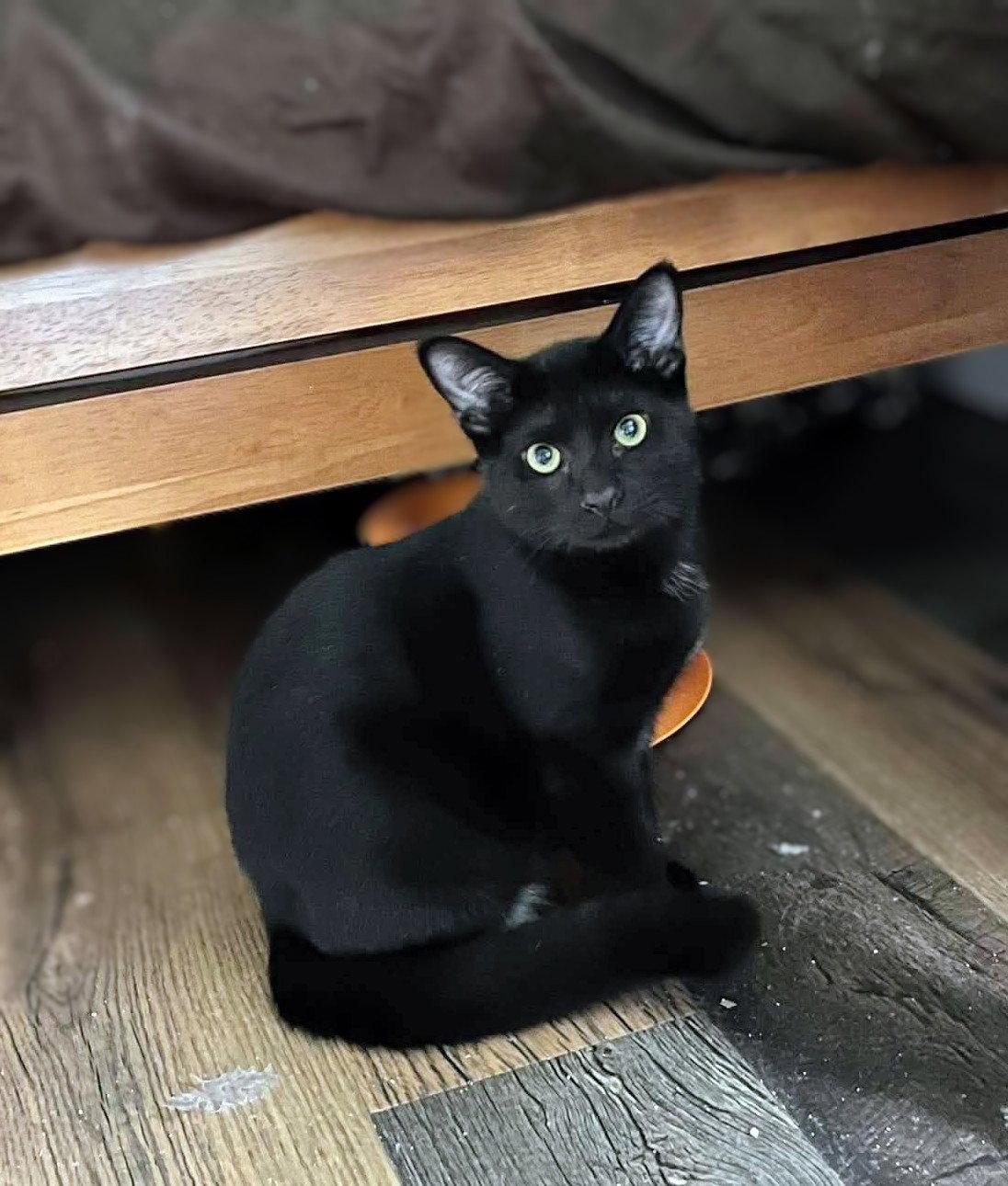 Enlarge Patrick Henry AND John Brown, a Adoptable Domestic Short Hair in Gonic, NH image 3/3