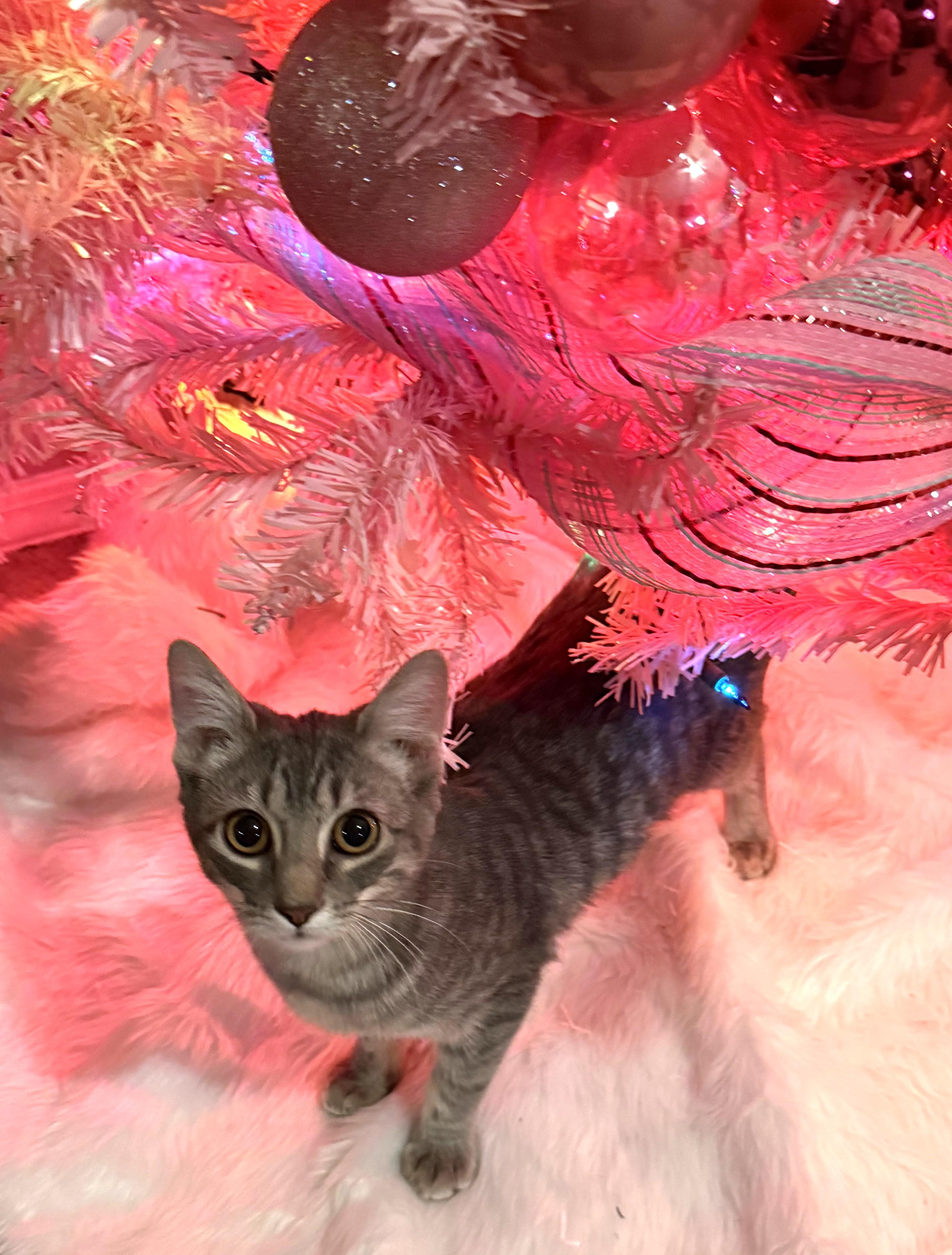 Luisa, Adoptable, Kitten Female Domestic Short Hair.