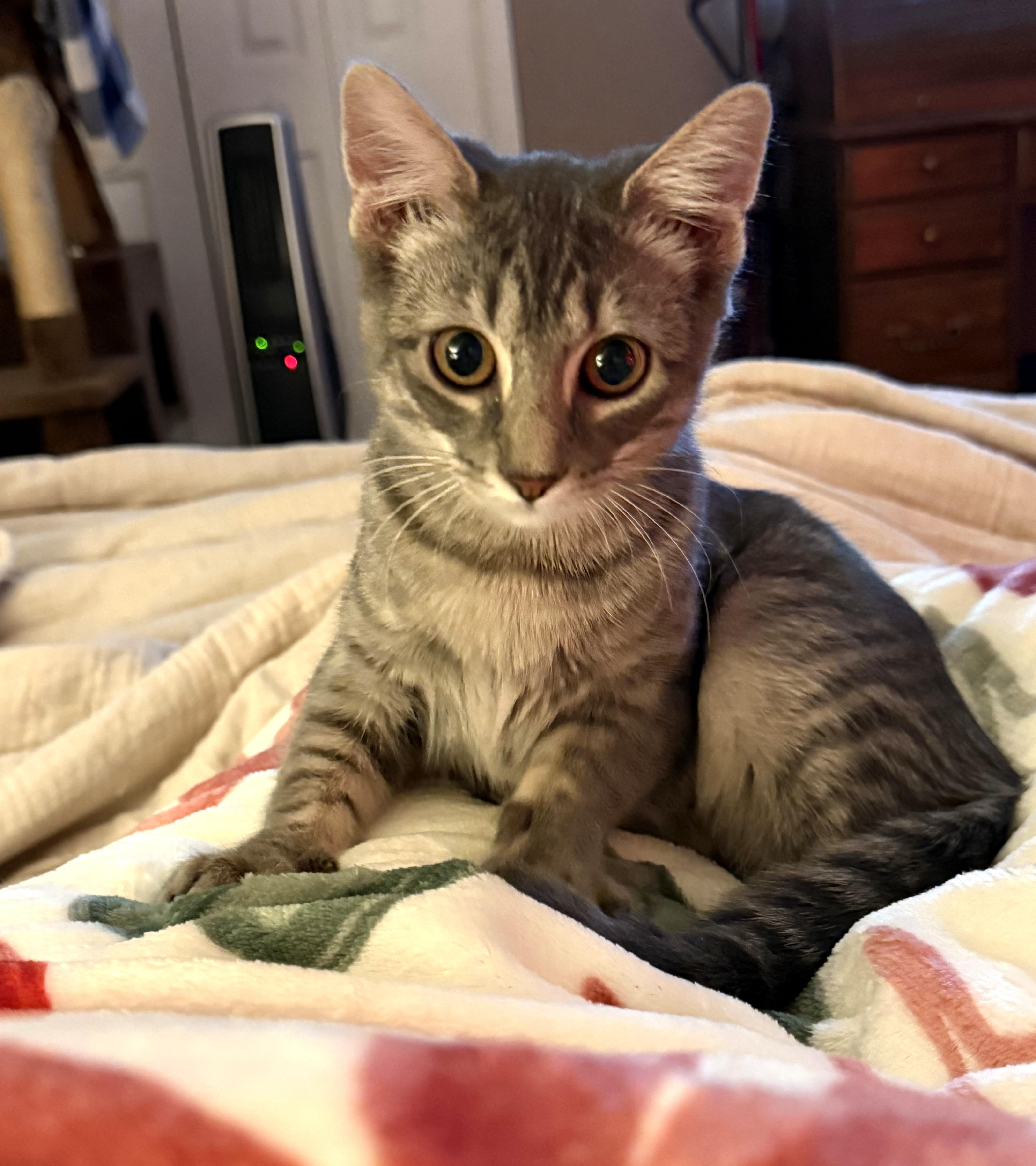 Luisa, a Adoptable Domestic Short Hair in Bentonville, AR image 2/2