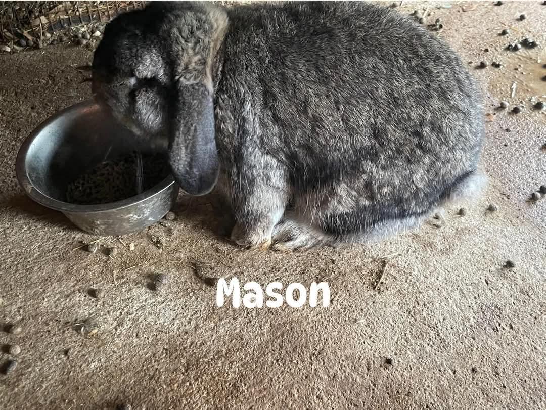 Mason, a Adoptable French Lop in Paradis, LA image 3/4