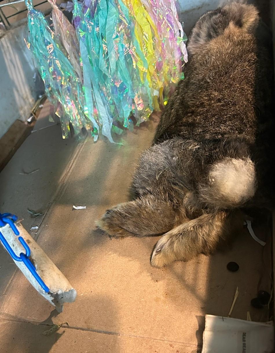 Mason, a Adoptable French Lop in Paradis, LA image 4/4