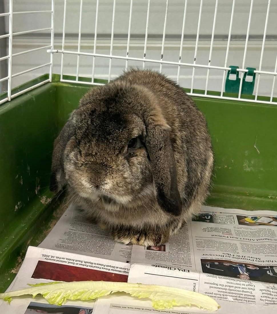 Mason, a Adoptable French Lop in Paradis, LA image 2/4