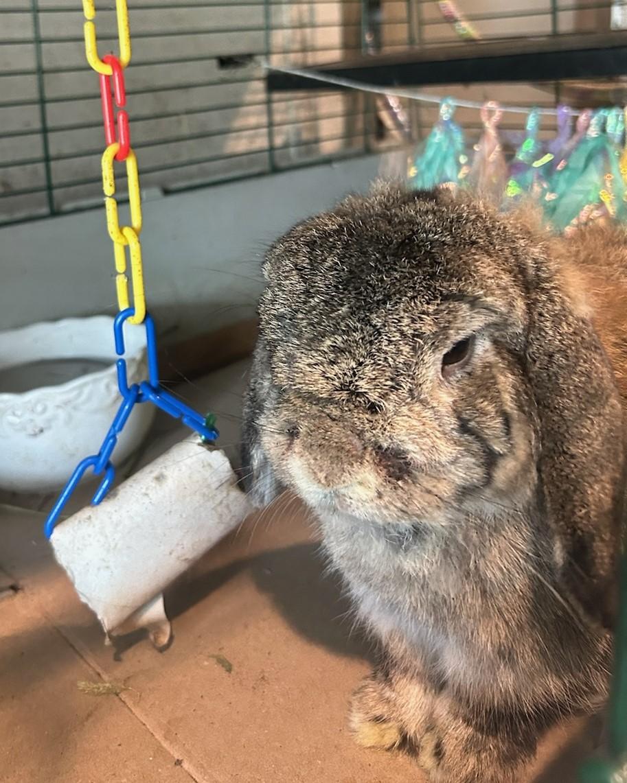 Mason, Adoptable, Adult Male French Lop.