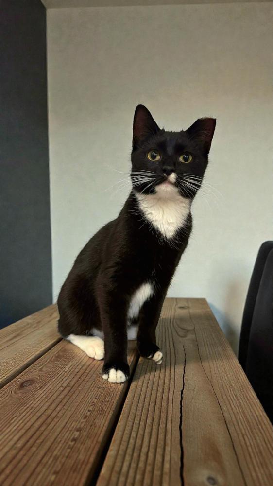 Enlarge Max, a Adoptable Domestic Short Hair in Wilson, NC image 2/3