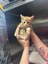 Mr. Worldwide, adopted, Young Male Domestic Short Hair.