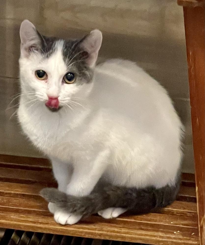 Enlarge Opie (bonded pair with Ellie), a Adoptable Domestic Short Hair in Chicago, IL image 1/6