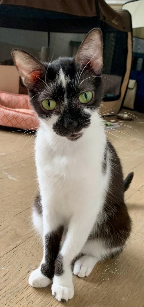 Opie (bonded pair with Ellie) — thumbnail 3