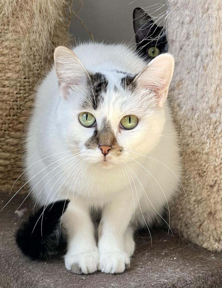 Enlarge Opie (bonded pair with Ellie), a Adoptable Domestic Short Hair in Chicago, IL image 4/6