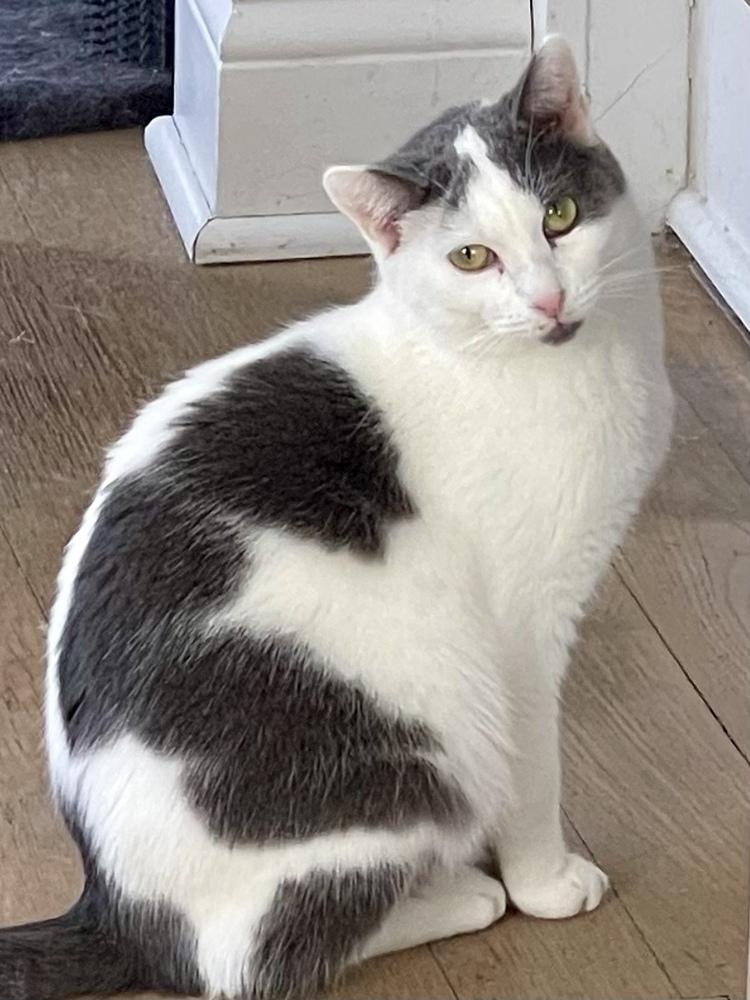 Enlarge Opie (bonded pair with Ellie), a Adoptable Domestic Short Hair in Chicago, IL image 5/6