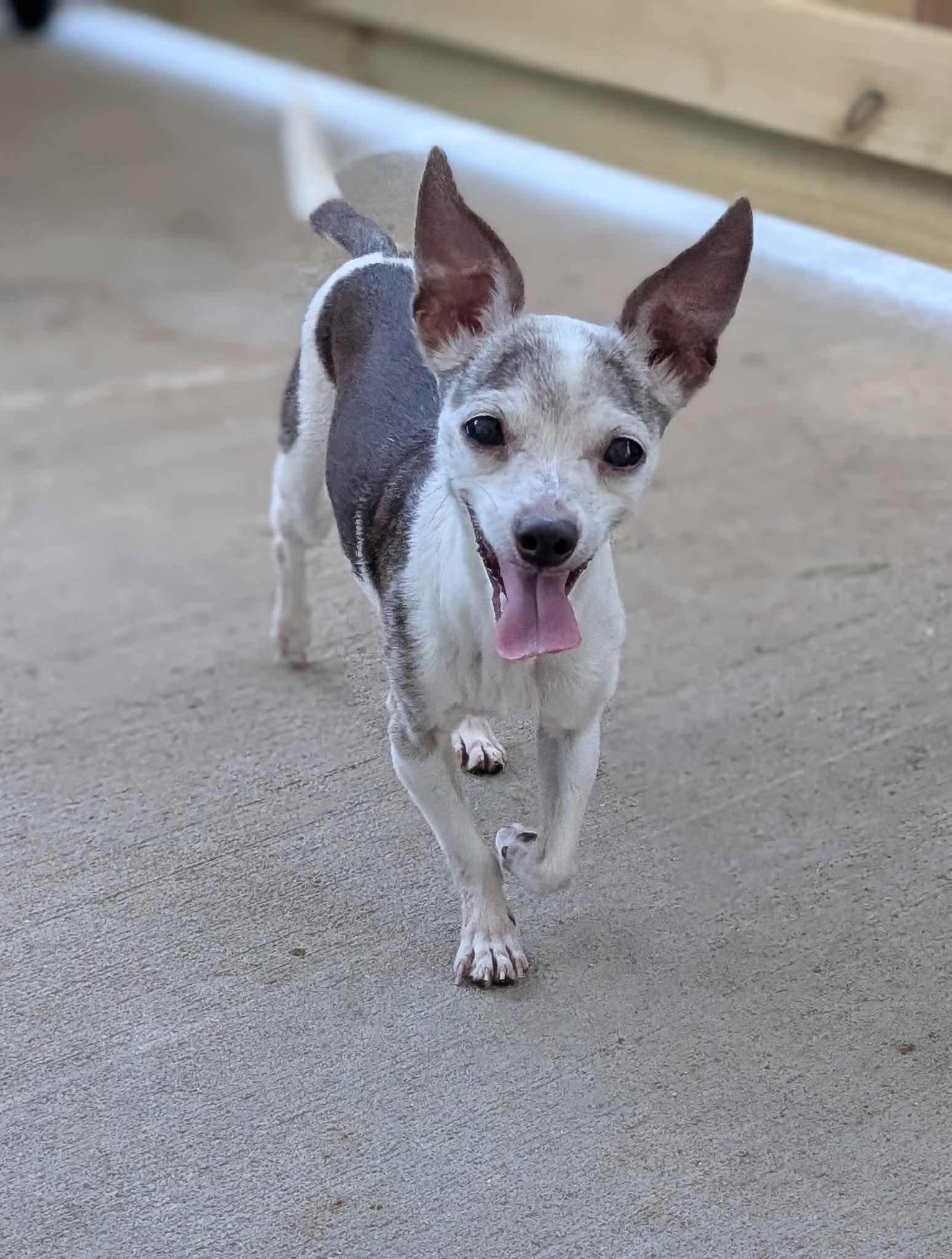 Enlarge Yaya - Yours Truly, a Adoptable Chihuahua in Oakhurst, NJ image 1/3