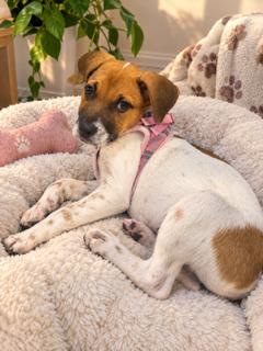 KROME, Adoptable, Young Female Labrador Retriever.
