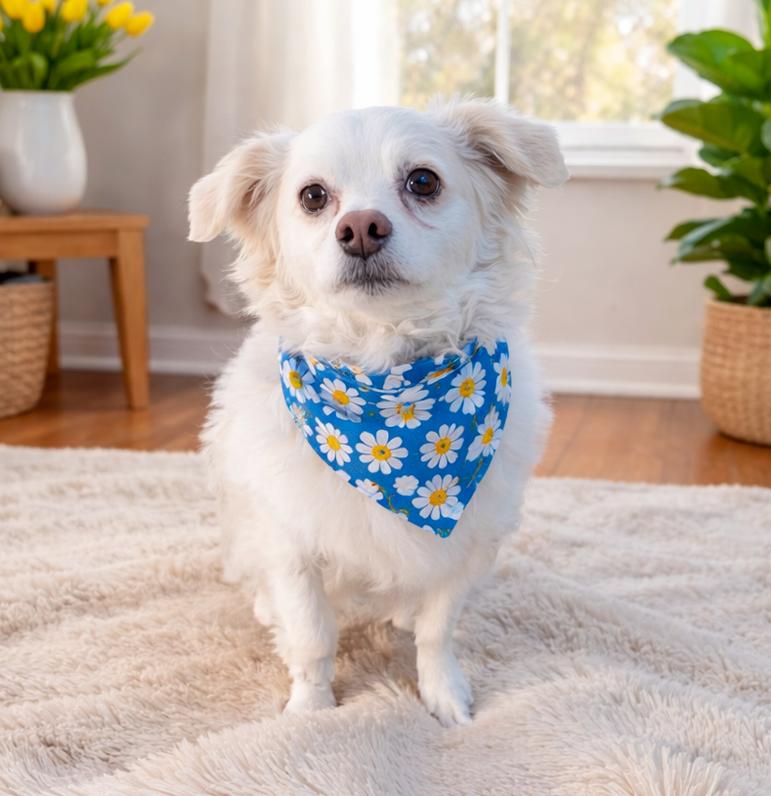 Captain Morgan, Adoptable, Young Male Chihuahua.