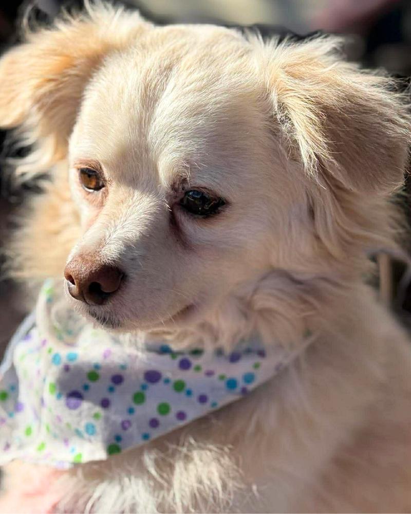 Enlarge Captain Morgan, a Adoptable mixed breed in Wayne, NJ image 3/4