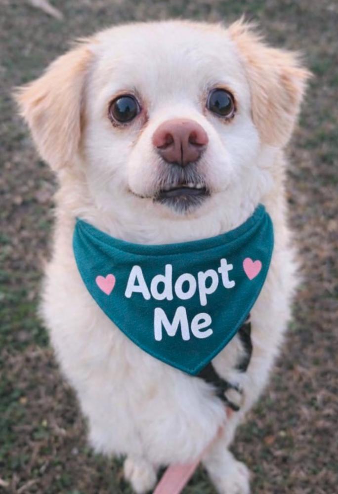 Enlarge Captain Morgan, a Adoptable mixed breed in Wayne, NJ image 4/4