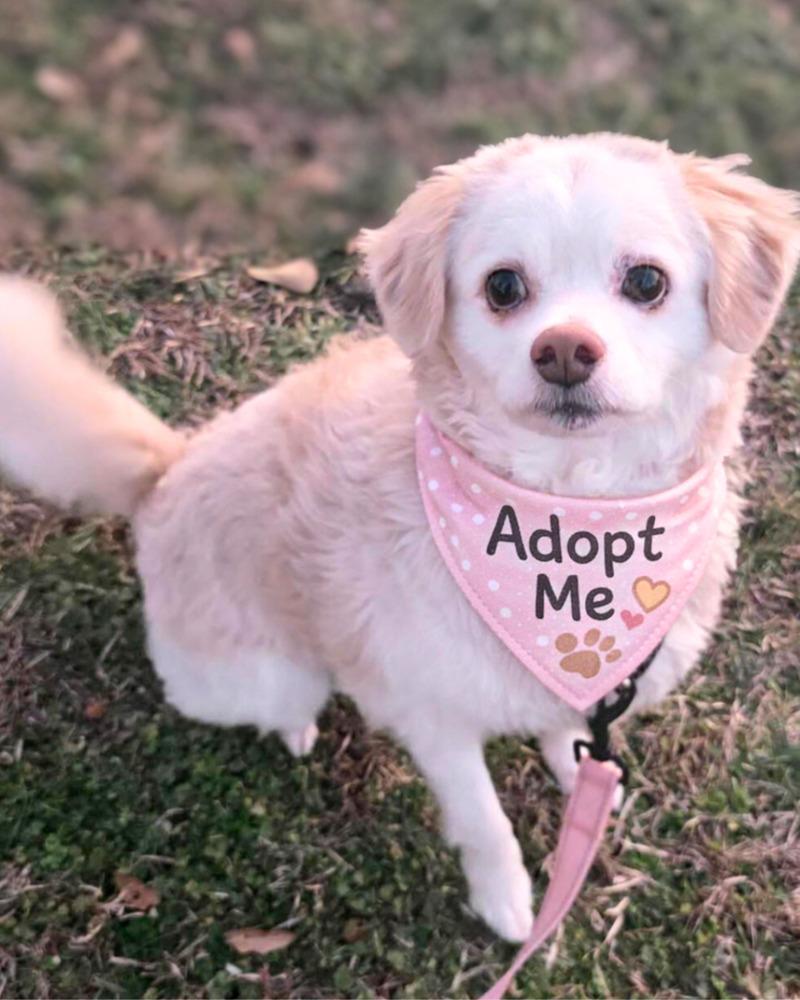 Enlarge Captain Morgan, a Adoptable mixed breed in Wayne, NJ image 2/4
