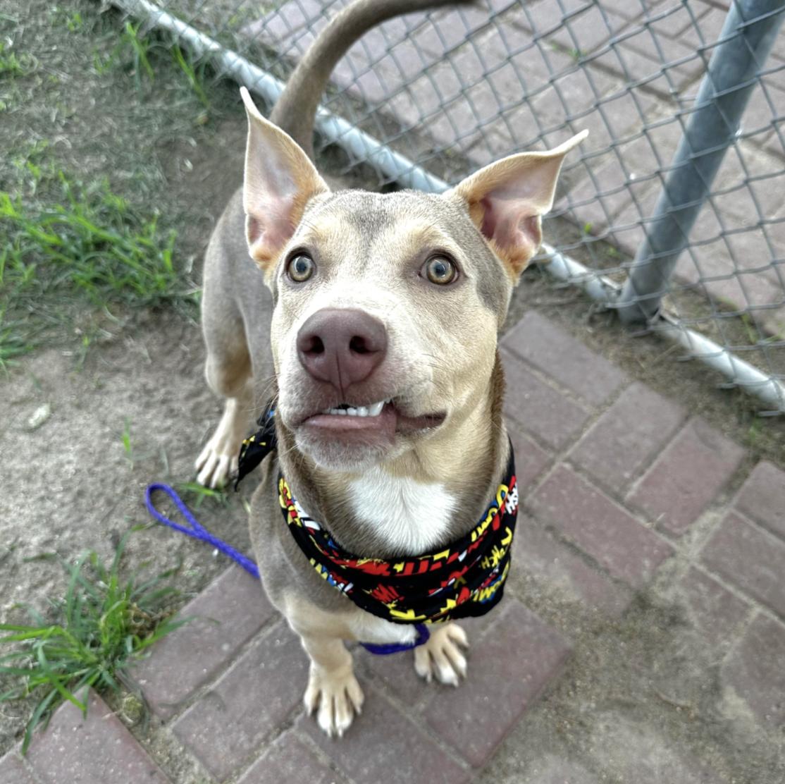 Hercules — thumbnail 2