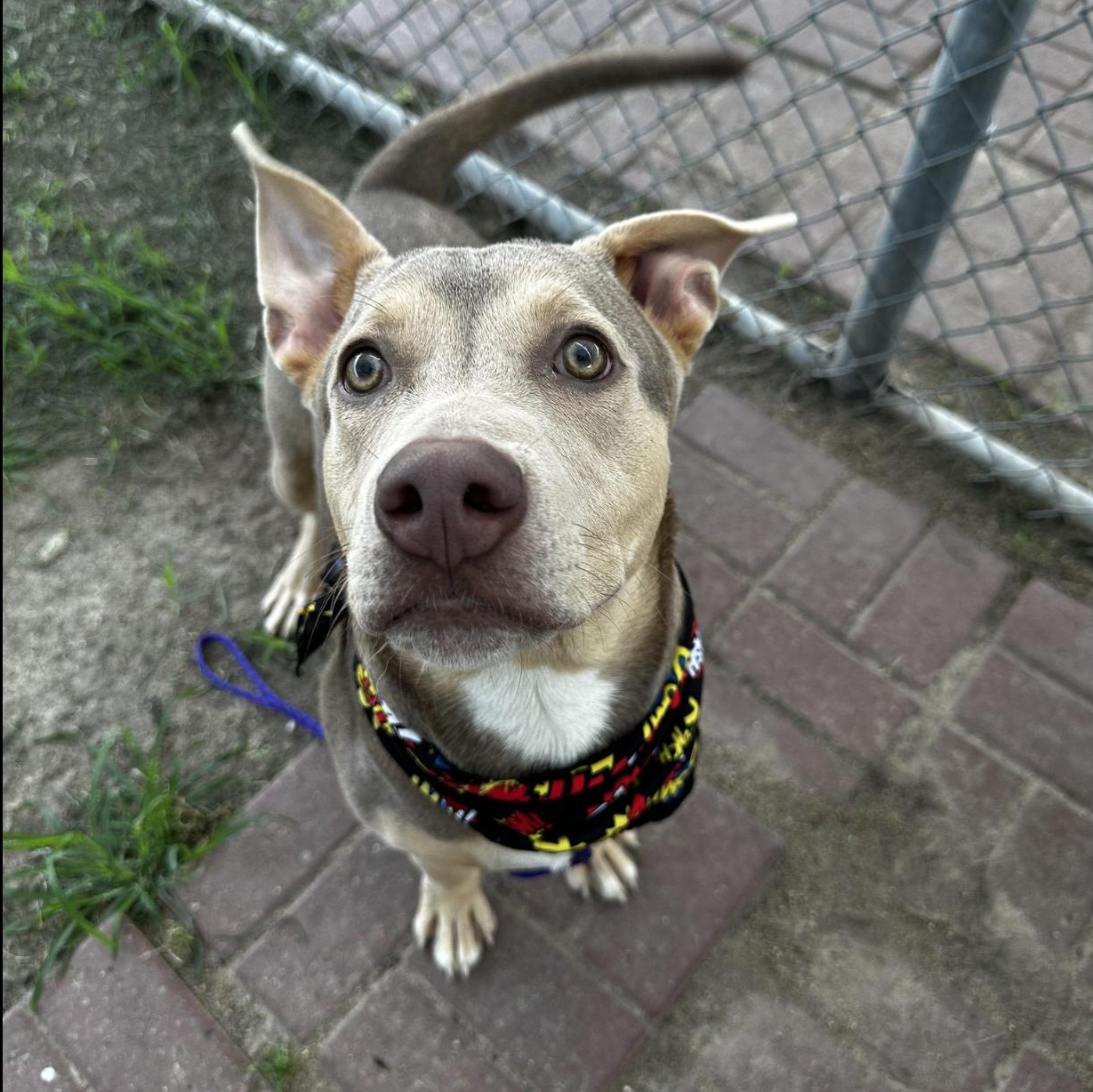 Hercules — thumbnail 3