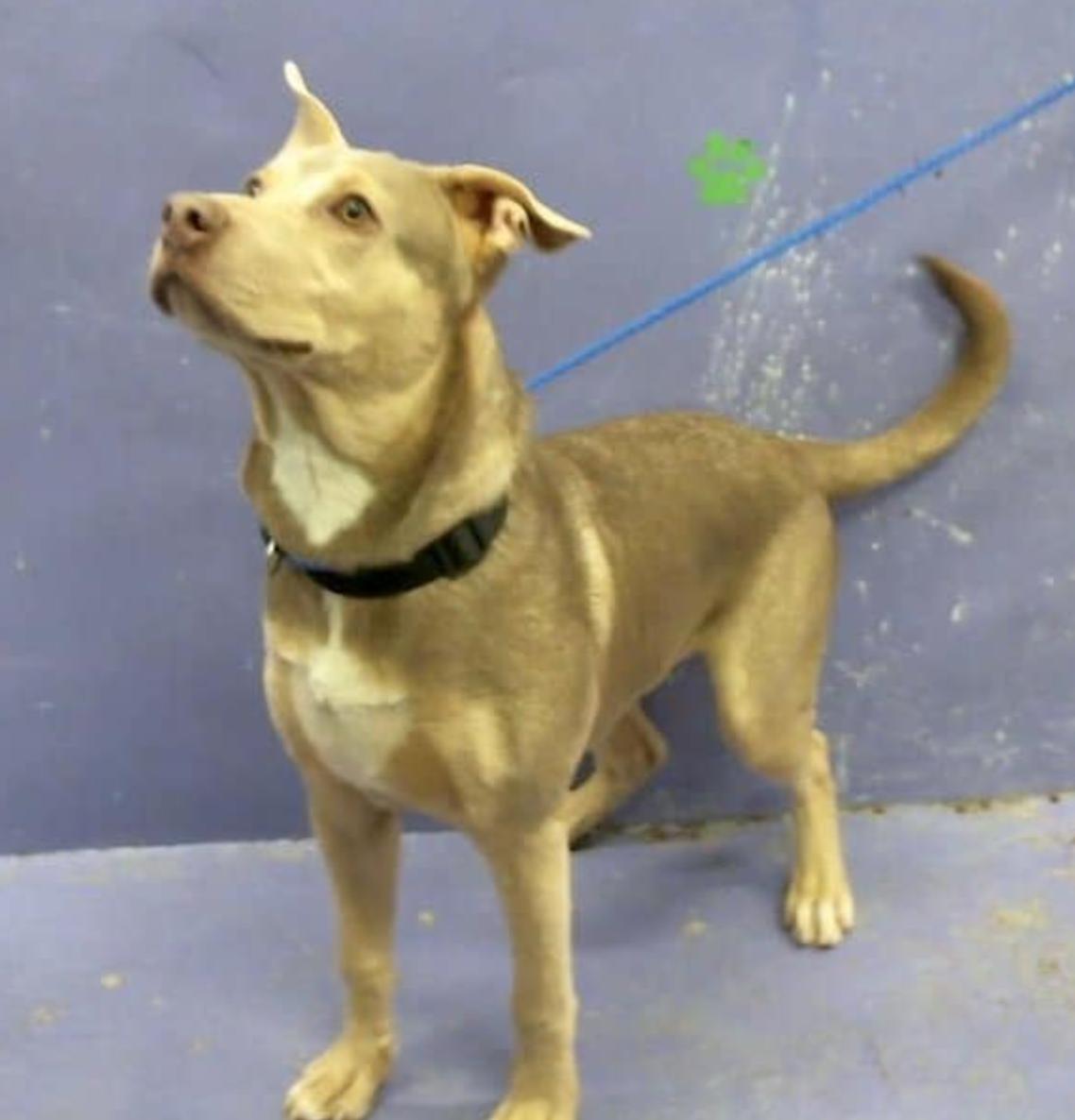 Hercules — thumbnail 4