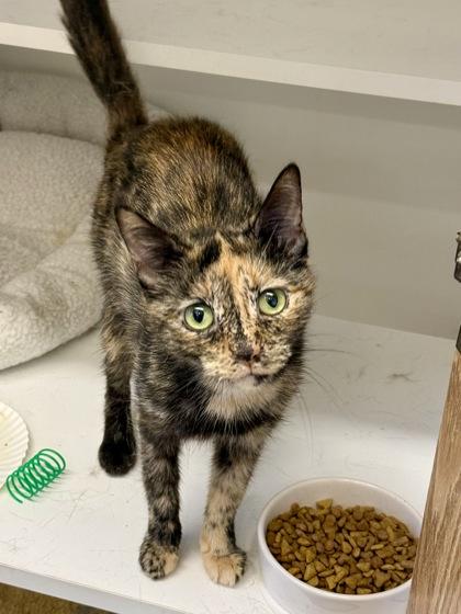 Rosita, ADOPTABLE, Adult Female Tortoiseshell.