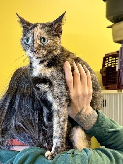 Rosita, a ADOPTABLE Tortoiseshell in Downers Grove, IL image 2/2