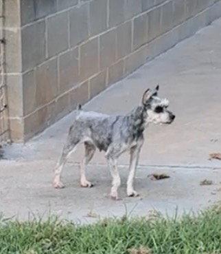 Missy, a Adoptable Schnauzer in Prague, OK image 2/3