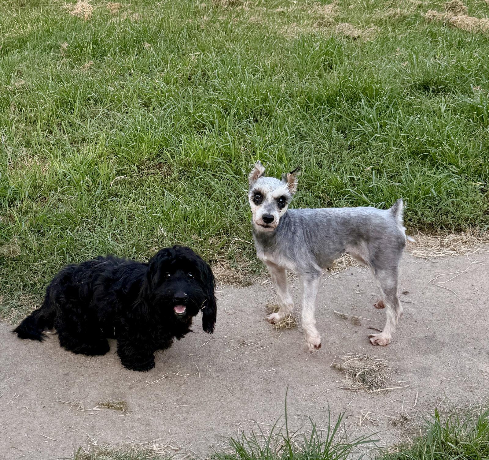 Missy, a Adoptable Schnauzer in Prague, OK image 3/3