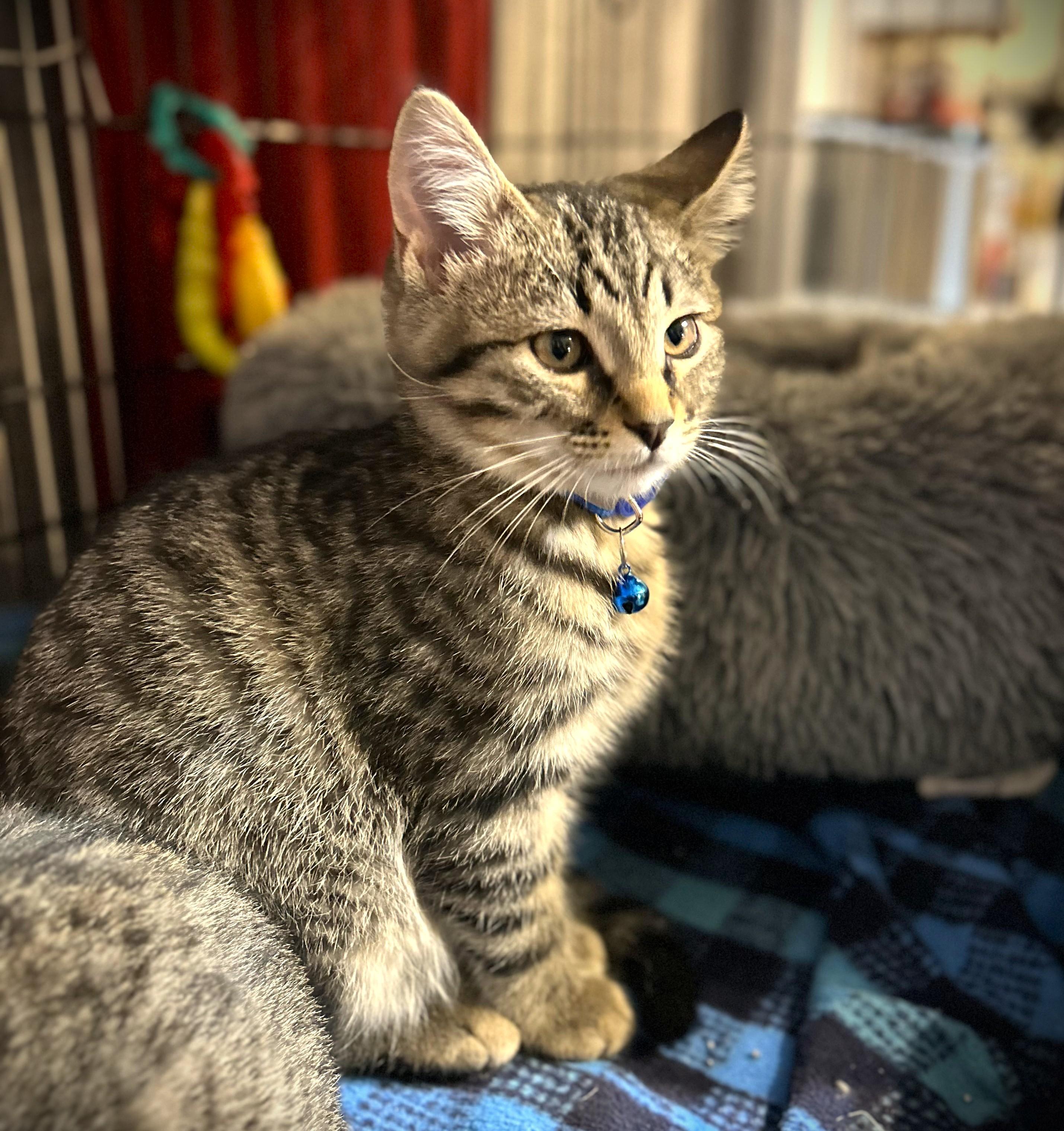 Enlarge EDDIE-pending, an adopted Domestic Short Hair in Mankato, MN image 5/5