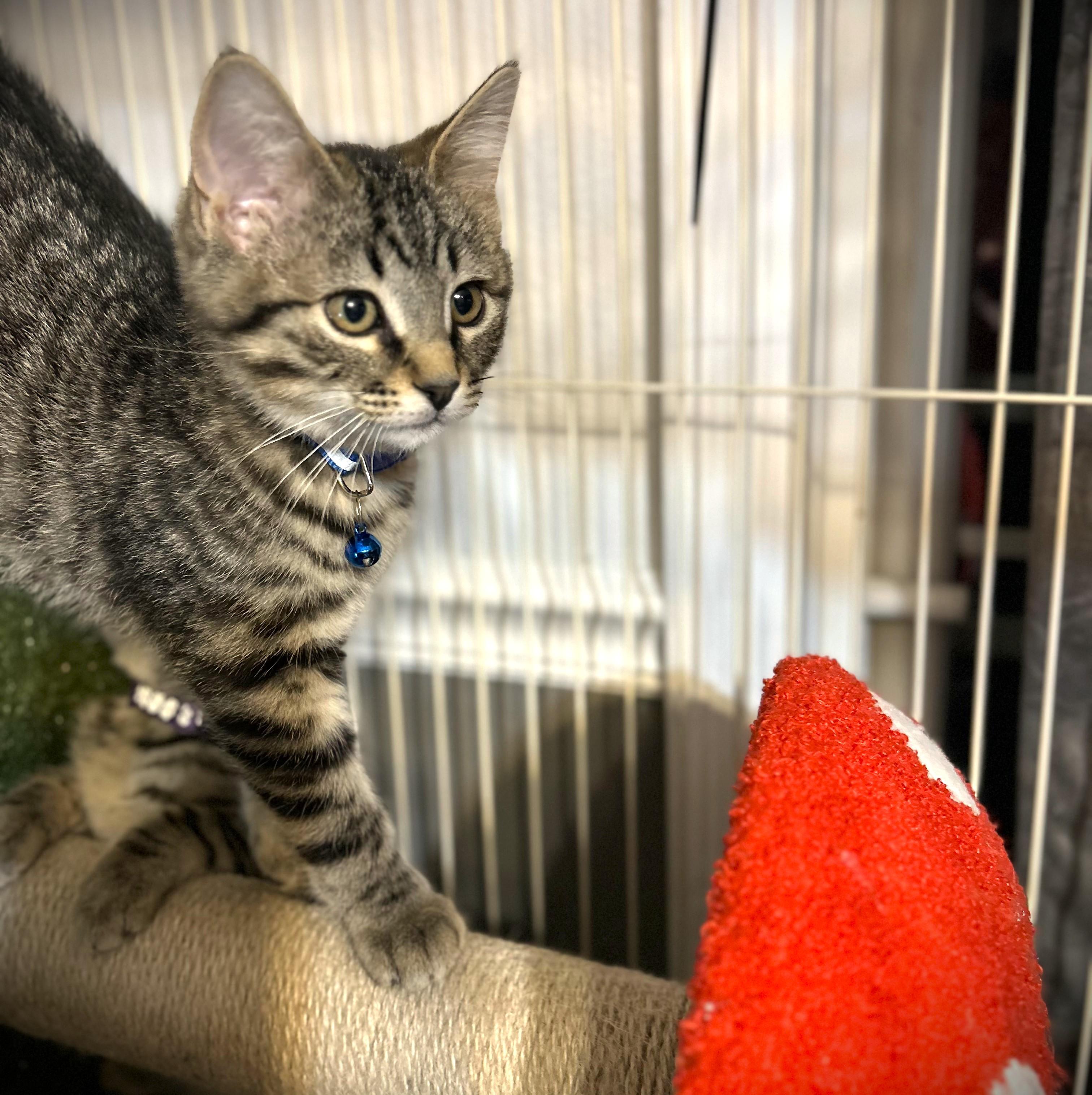 Enlarge EDDIE-pending, an adopted Domestic Short Hair in Mankato, MN image 3/5