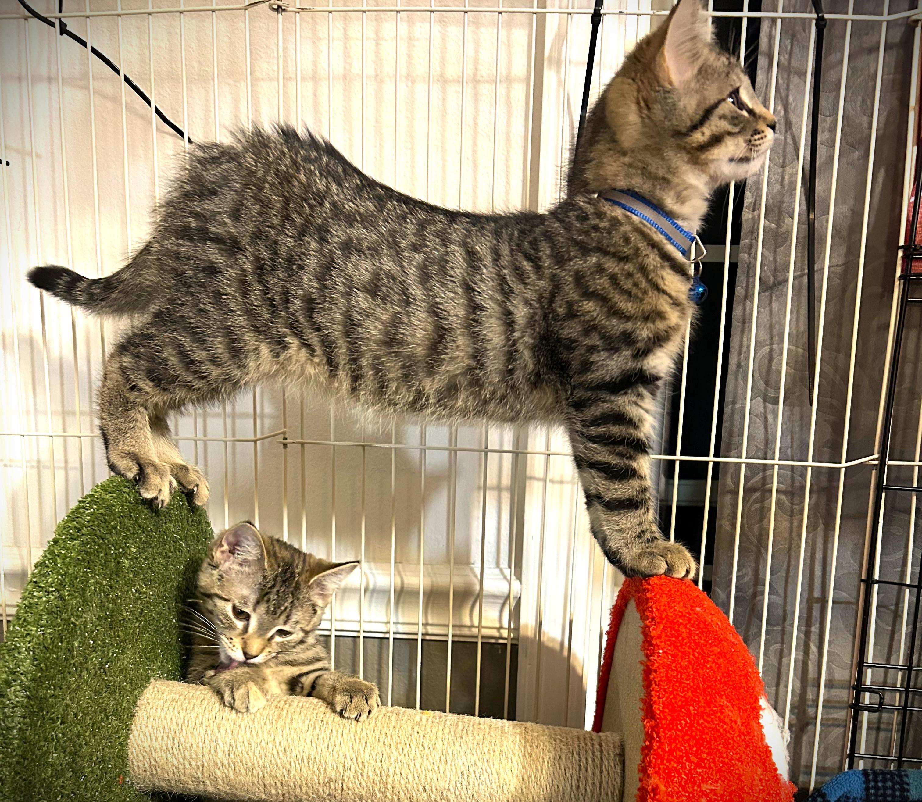 Enlarge EDDIE-pending, an adopted Domestic Short Hair in Mankato, MN image 4/5